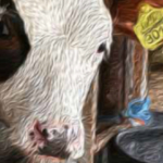 Linee Guida in Veterinaria: le patologie respiratorie del bovino (BRD) [Manuale]