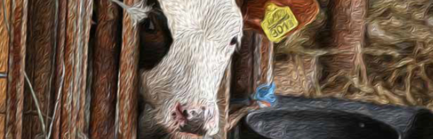 Linee Guida in Veterinaria: le patologie respiratorie del bovino (BRD)