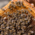 Quali sono i principali patogeni, parassiti e predatori delle api in Italia? [Video]
