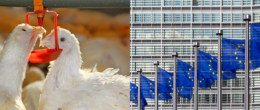 Permalink to: Benessere animale, esperto dell’IZSVe nominato nella piattaforma UE Benessere animale, esperto dell’IZSVe nominato nella piattaforma UE