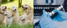 Permalink to: L’IZSVe è laboratorio accreditato ENCI per il deposito del campione biologico e l’analisi del DNA canino L’IZSVe è laboratorio accreditato ENCI per il deposito del campione biologico e l’analisi del DNA canino