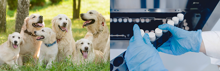 L’IZSVe è laboratorio accreditato ENCI per il deposito del campione biologico e l’analisi del DNA canino