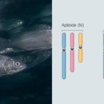 Diagnosi di poliploidia nelle specie ittiche: l’IZSVe mette a punto una tecnica più specifica e rapida