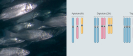 Quantificazione del DNA per determinare la poliploidia nei pesci: l’IZSVe mette a punto una tecnica più specifica e rapida