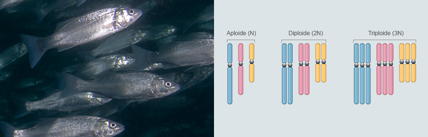 Quantificazione del DNA per determinare la poliploidia nei pesci: l’IZSVe mette a punto una tecnica più specifica e rapida