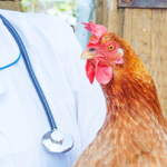 Avviso di selezione per borsa di studio “Olivia Bessi” a laureato in medicina veterinaria