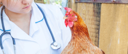Permalink to: Avviso di selezione per borsa di studio "Olivia Bessi" a laureato in medicina veterinaria Avviso di selezione per borsa di studio "Olivia Bessi" a laureato in medicina veterinaria