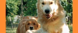 Permalink to: Report preliminare dell’indagine “Il canile/rifugio e il reinserimento sociale del cane” Report preliminare dell’indagine “Il canile/rifugio e il reinserimento sociale del cane”
