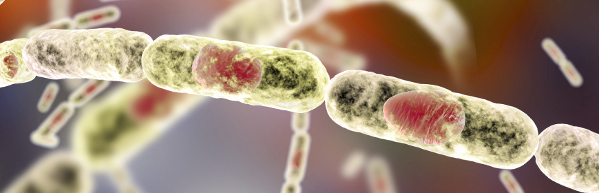 Corso ECM / Bacillus anthracis. Epidemiologia dell’infezione negli animali e nell’uomo, aspetti clinici e pratici e suo utilizzo come agente di bioterrorismo