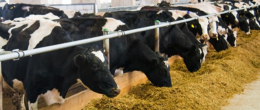 Cosa mangiano i bovini in allevamento?