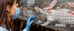 Il benessere animale nell’allevamento del coniglio: abitudini di consumo e percezioni dei consumatori italiani