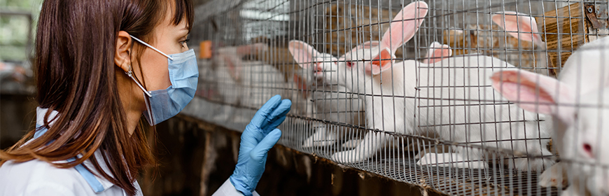 Il benessere animale nell’allevamento del coniglio: abitudini di consumo e percezioni dei consumatori italiani