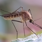 West Nile, confermata in Veneto la circolazione di due ceppi virali
