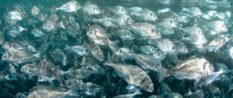 Benessere dei pesci allevati, pubblicate le linee guida sulla qualità dell’acqua e sulla loro manipolazione
