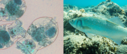 Permalink to: Ruolo dei rotiferi nella trasmissione di Betanodavirus a spigole e orate Ruolo dei rotiferi nella trasmissione di Betanodavirus in spigole e orate