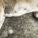 Convegno ECM / Avvelenamenti animali. Un decennio di applicazione di misure nazionali di controllo