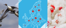 È online Avian Flu Data Portal, portale web dell’EURL con i dati epidemiologici relativi all’influenza aviaria in Europa