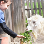 Interventi Assistiti con gli Animali (IAA) e Agricoltura Sociale (AS), uno Scenario Workshop per il loro sviluppo in Veneto