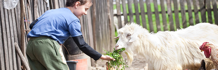 Interventi Assistiti con gli Animali (IAA) e Agricoltura Sociale (AS), uno Scenario Workshop per il loro sviluppo in Veneto