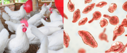 Permalink to: Mycoplasma gallisepticum: macrolidi, tiamulina e lincomicina sembrano tornati efficaci per il controllo dell’infezione Mycoplasma gallisepticum: macrolidi, tiamulina e lincomicina sembrano tornati efficaci per il controllo dell’infezione