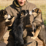 Webinar / Il contributo di operatori e volontari nella gestione efficace delle strutture di ricovero per cani e gatti