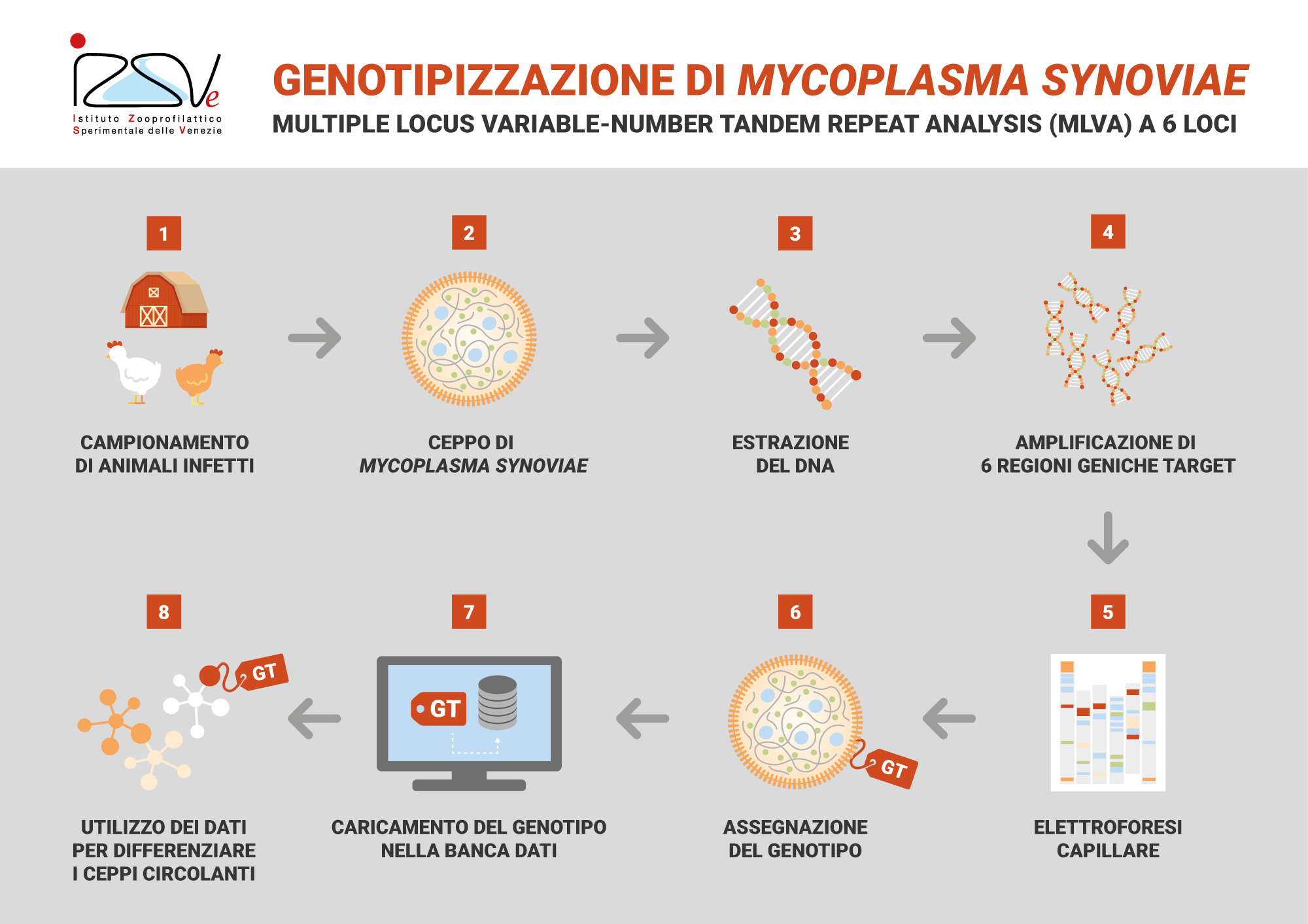 Genotipizzazione Mycoplasma Synoviae | MLVA a 6 Loci