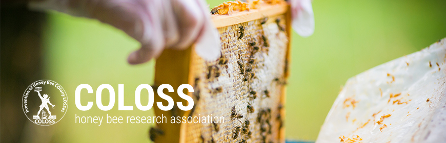 Indagine COLOSS sull’impatto del piccolo coleottero dell’alveare (Aethina tumida) in apicoltura