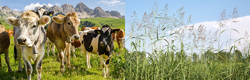 Intossicazione acuta in bovini, la causa è il sorgo selvatico