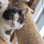Conosciamo davvero il nostro gatto? [Video]