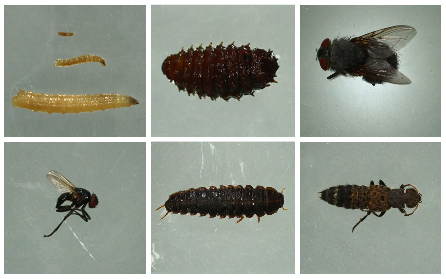 Figura 4. Esempi di larve e adulti di insetti (ditteri) prelevati in alcune uscite di campionamento