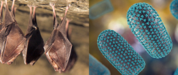 Virus e pipistrelli: una relazione pericolosa? [Video]