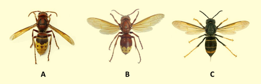 Questionario Vespa spp. per apicoltori e apicoltrici