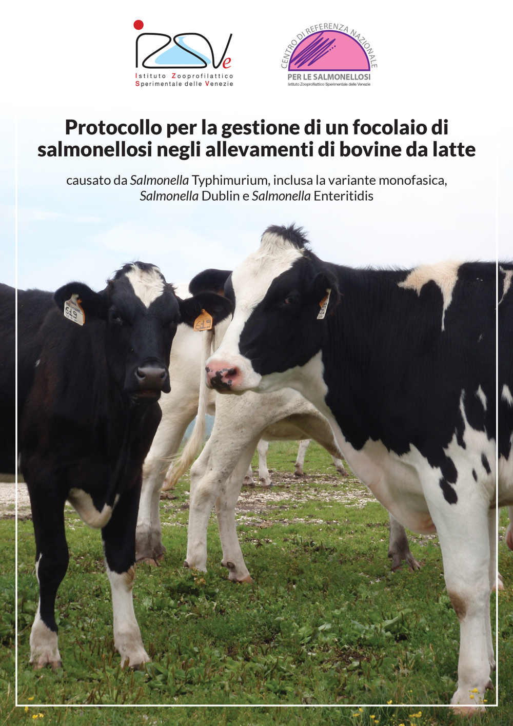 Protocollo per la gestione di un focolaio di salmonellosi negli allevamenti di bovine da latte