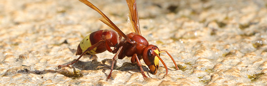 Vespa orientalis, da predatore a potenziale vettore di patogeni