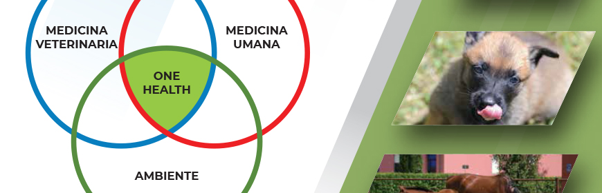 Convegno "One Health. Il punto di vista del medico veterinario". Grosseto, 31 ottobre 2024