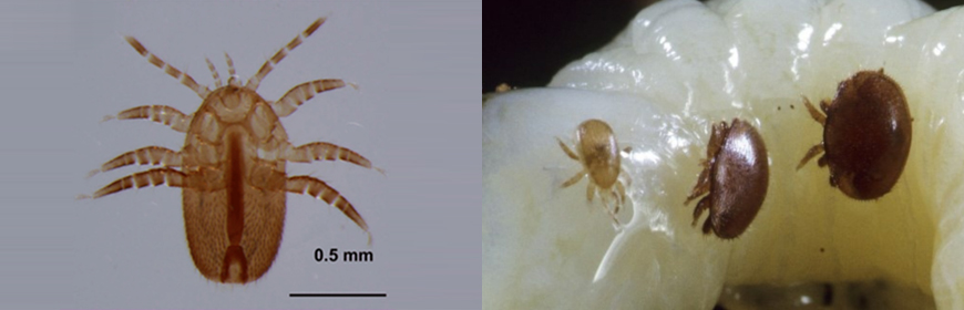 Infestazione da Tropilaelaps, una nuova minaccia per le api [Scheda tecnica]