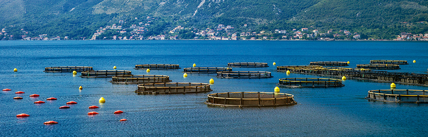 MARINET, un progetto per l'implementazione di nuove tecnologie per un'acquacoltura diversificata e sostenibile