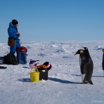 Missione in Antartide a caccia di influenza aviaria