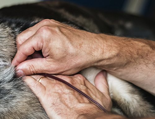 IZSVe ed ENPA insieme per le donazioni di sangue nei cani