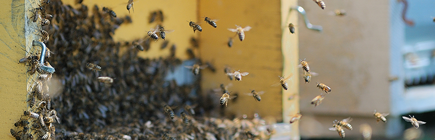 Resistenza all’amitraz nella varroa: uno studio pubblicato dal Centro di referenza nazionale per l’apicoltura fa il punto a livello globale