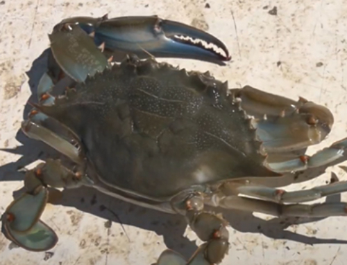 Granchio blu: minaccia o risorsa? [Video]