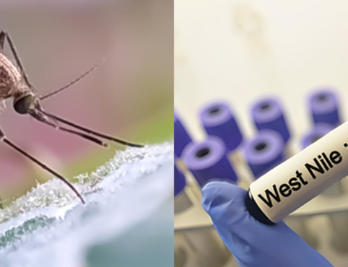 West Nile Virus, la sorveglianza integrata One Health è efficace nelle regioni endemiche