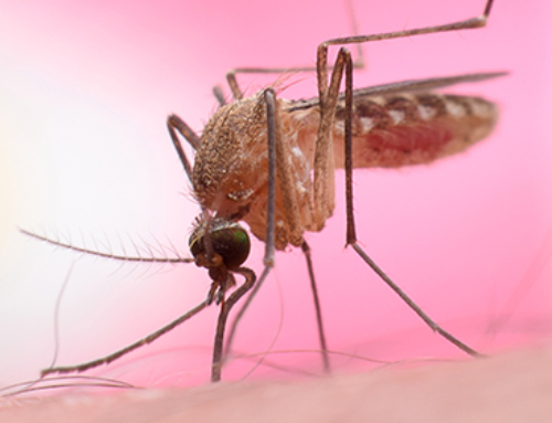West Nile nelle zanzare, circolazione moderata in Veneto
