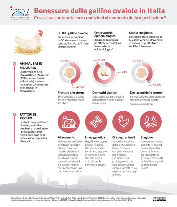 Benessere ovaiole | Infografica studio IZSVe 2025