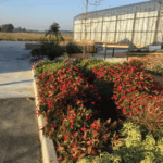Ecoflora Garden - Calto (Rovigo)