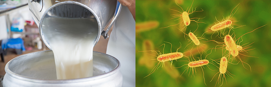 Escherichia coli STEC