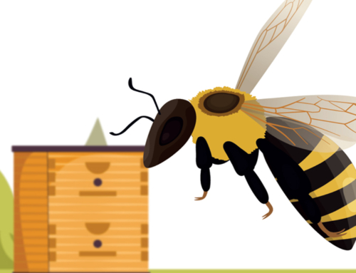 Corso online / Percorso formativo per operatori animali di apicoltura (D.M. 6 settembre 2023)
