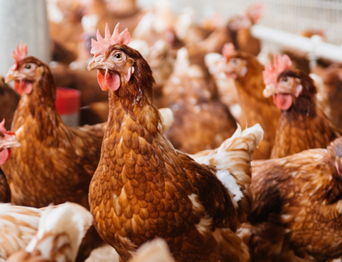 Benessere delle galline ovaiole in Italia: cosa ci raccontano le loro condizioni al momento della macellazione