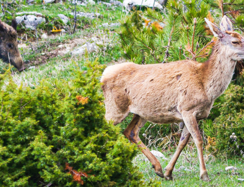 Corso ECM webinar / Sorveglianza epidemiologica e ricerca scientifica con la fauna selvatica. Aspetti bioetici, gestionali e ambientali