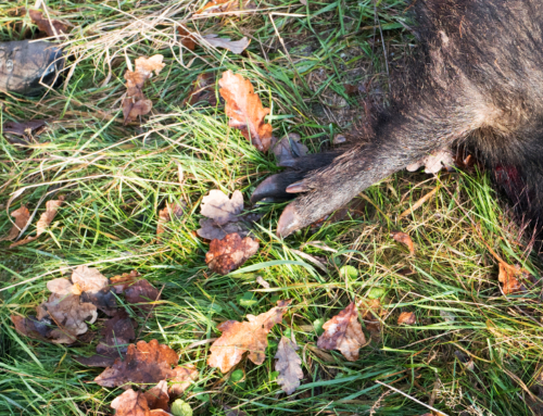 Corso residenziale ECM / Strumenti gestionali ed analitici per una più efficace prevenzione e repressione dei reati contro gli animali